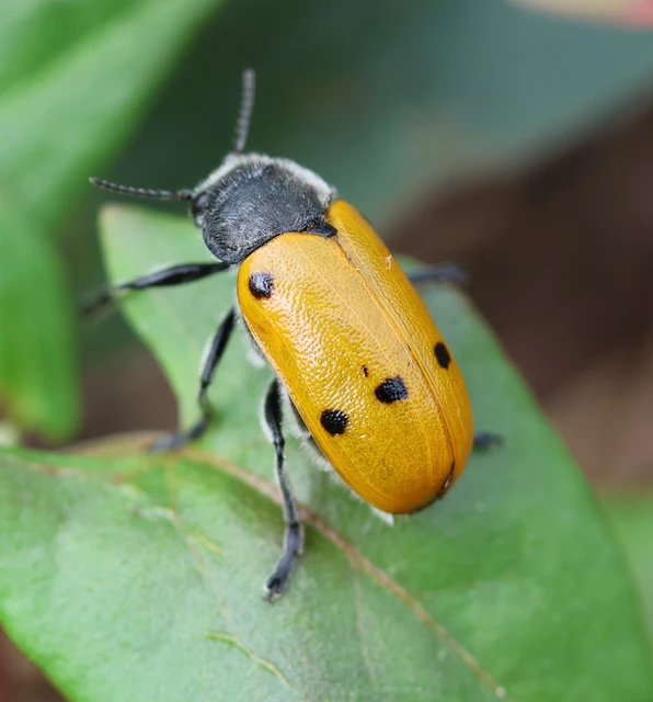 Lachnaia sexpunctata - szőrösnyakú zsákhordóbogár
