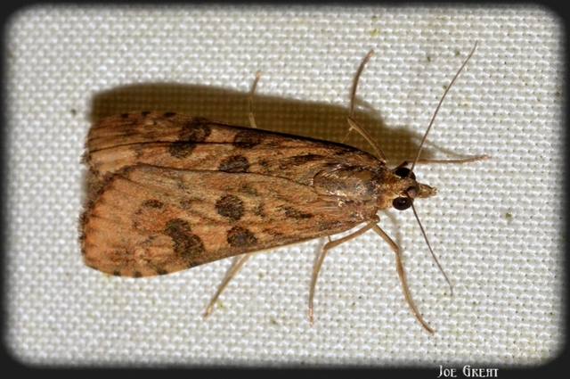Nomophila noctuella - közönséges vándormoly