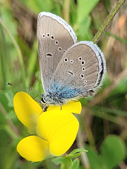 Cyaniris semiargus - aprószemes boglárka