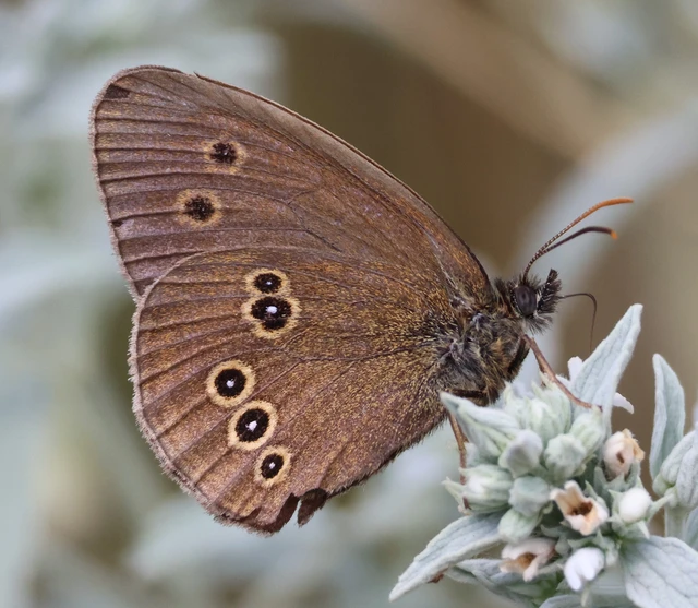 Aphantopus hyperanthus - közönséges ökörszemlepke