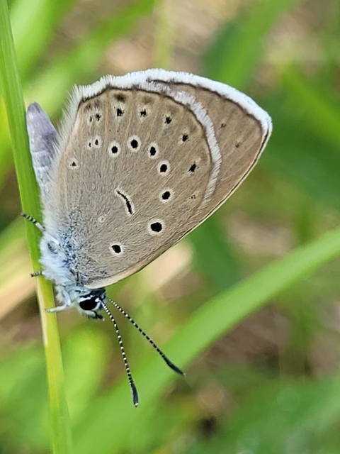 Phengaris teleius - vérfű-hangyaboglárka