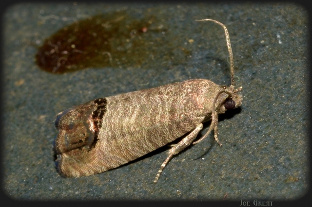 Cydia pomonella - almamoly