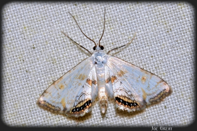 Cataclysta lemnata - békalencsemoly