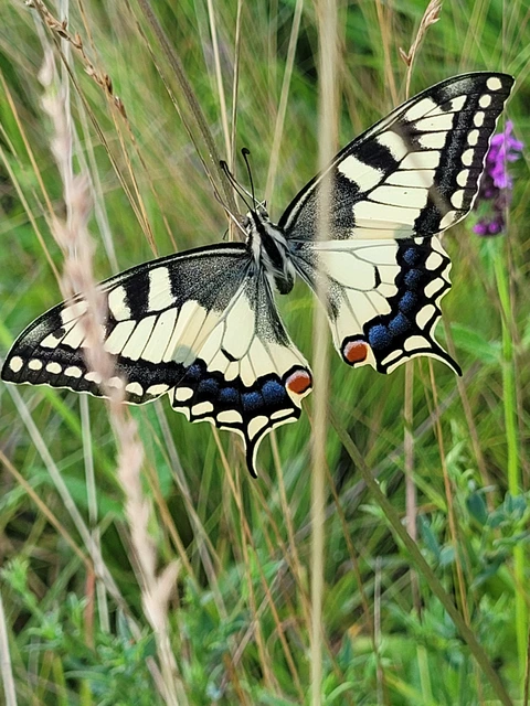 Papilio machaon - fecskefarkú lepke