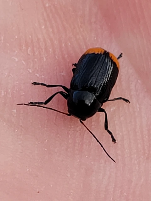 Cryptocephalus biguttatus