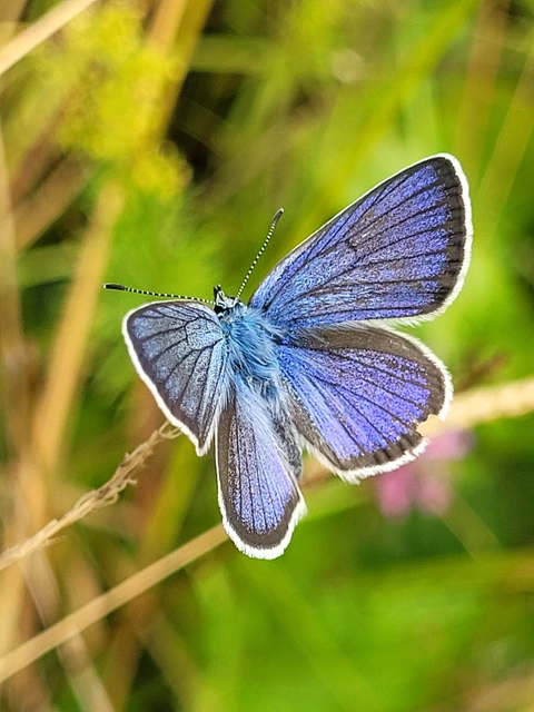 Cyaniris semiargus - aprószemes boglárka