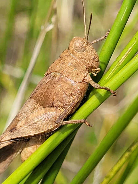 Oedipoda caerulescens - kékszárnyú sáska