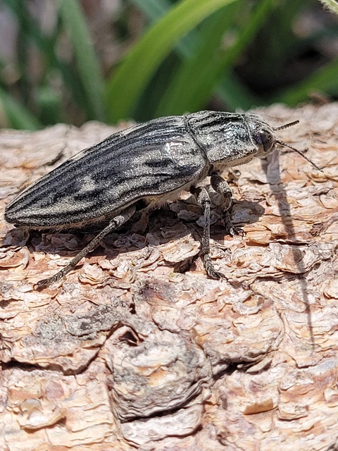 Chalcophora mariana - nagy fenyvesdíszbogár