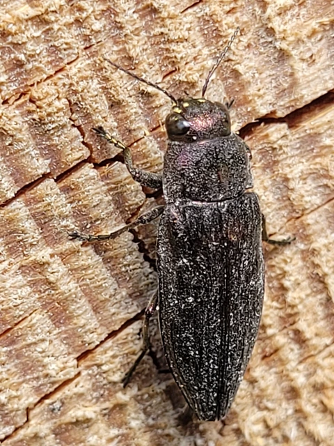 Buprestis haemorrhoidalis - foltosfejű díszbogár