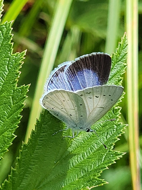 Celastrina argiolus - bengeboglárka