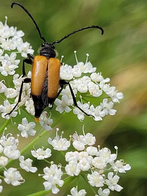 Stictoleptura fulva - vörhenyes virágcincér