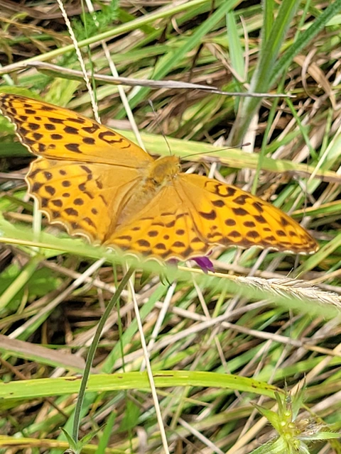 Argynnis paphia - nagy gyöngyházlepke