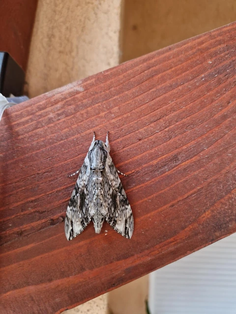 Agrius convolvuli - szulákszender