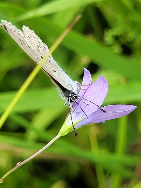 Phengaris teleius - vérfű-hangyaboglárka