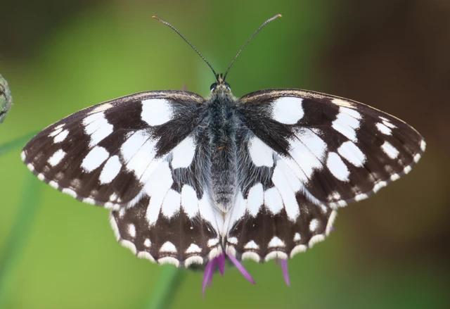 Melanargia galathea - sakktáblalepke