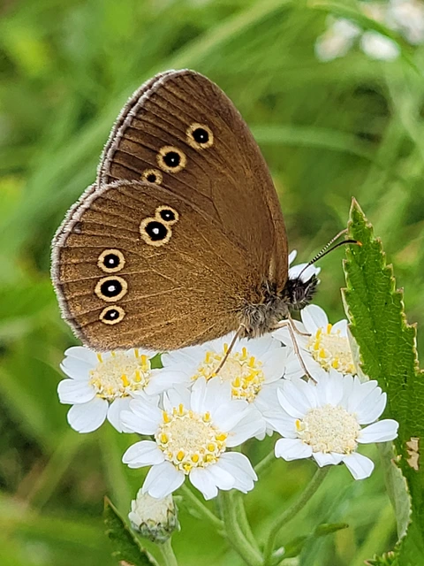 Aphantopus hyperanthus - közönséges ökörszemlepke