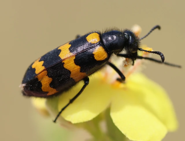 Mylabris variabilis - szalagos hólyaghúzó Mylabris variabilis - szalagos hólyaghúzó