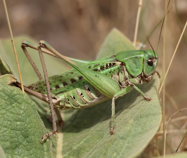 Decticus verrucivorus - szemölcsevő szöcske