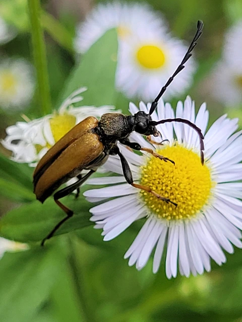 Stictoleptura rubra - vörös virágcincér