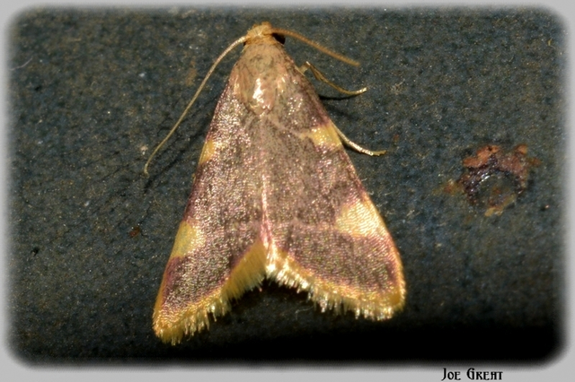 Hypsopygia costalis - szénailonca