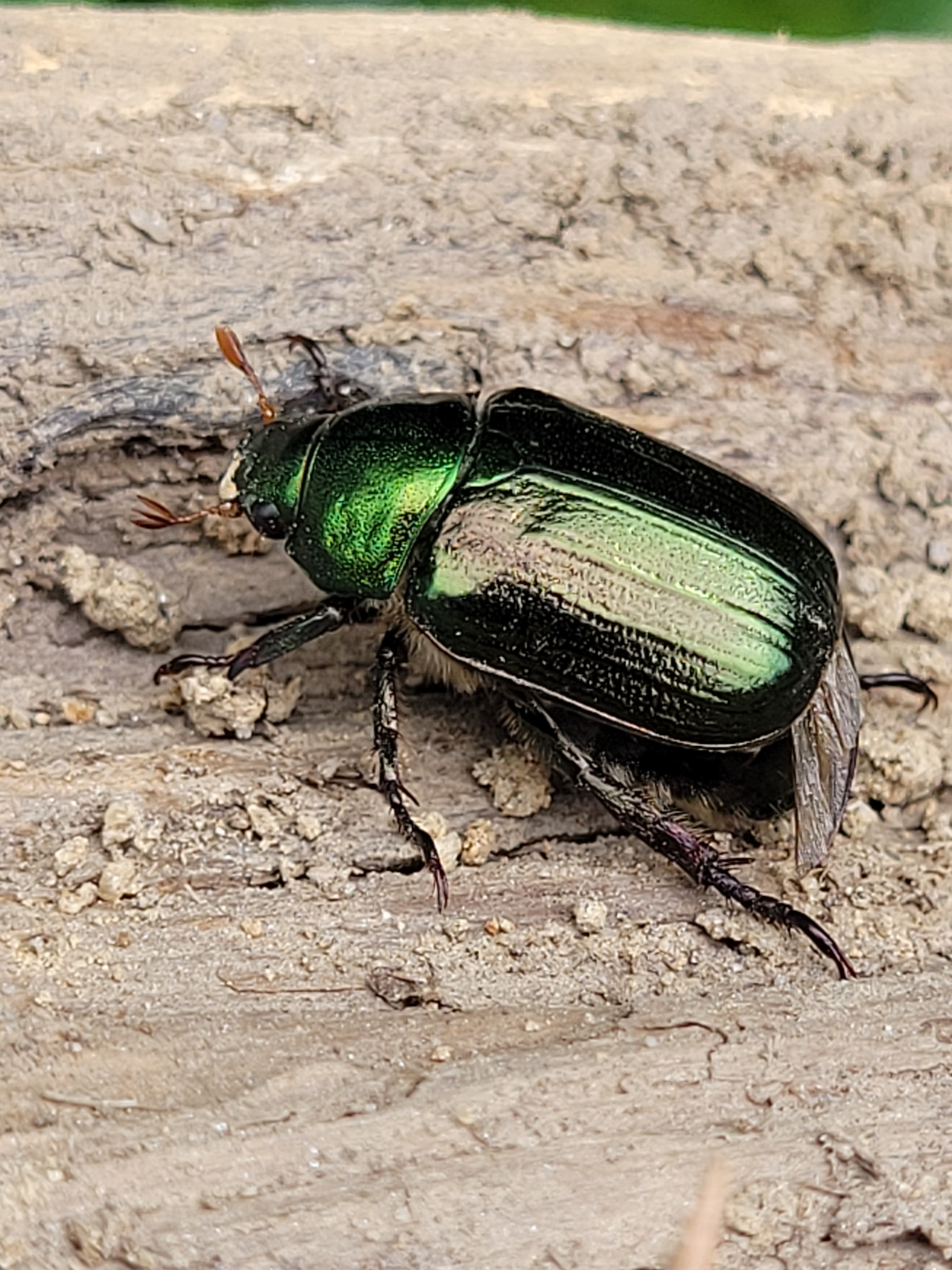 Mimela aurata - nyugati szipoly