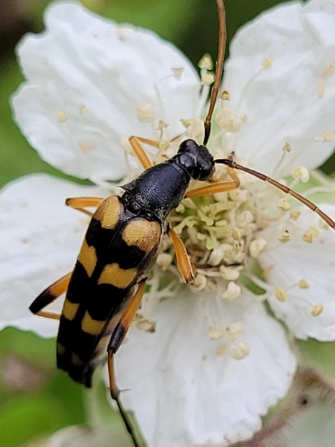 Strangalia attenuata - nyurgacincér