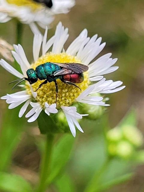 Hedychrum