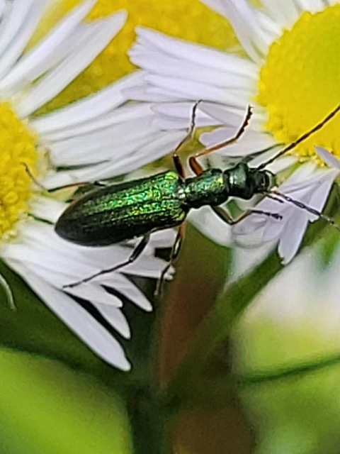 Chrysanthia geniculata - feketecsápú álcincér