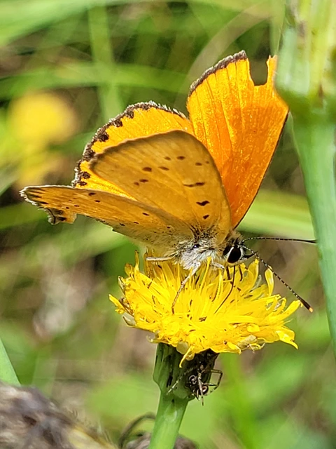 Lycaena virgaureae - arany-tűzlepke