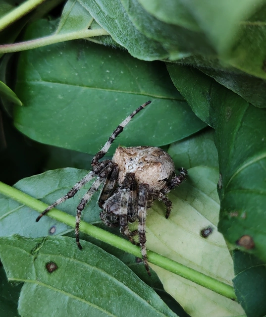 Araneus circe/angulatus