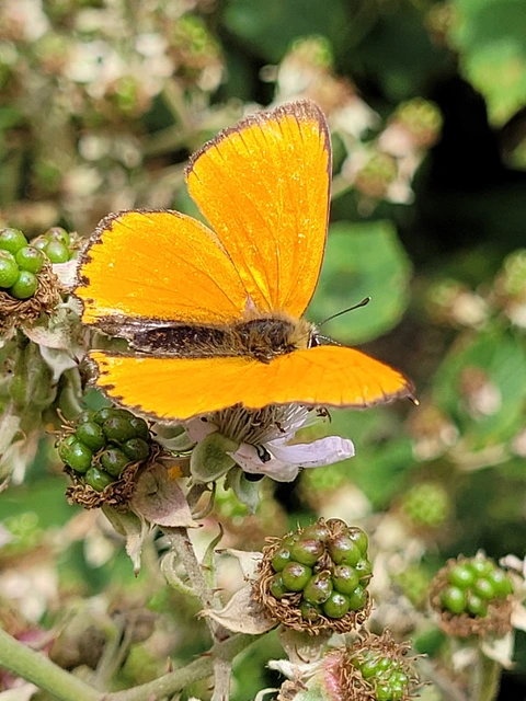 Lycaena virgaureae - arany-tűzlepke