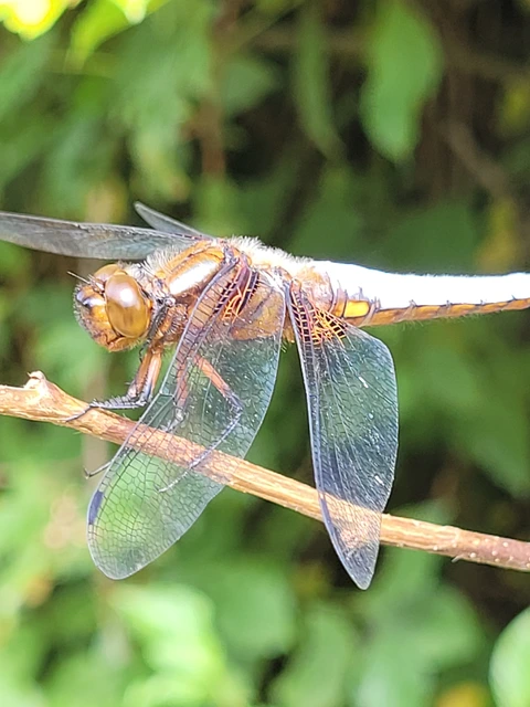Libellula depressa - széles laposacsa