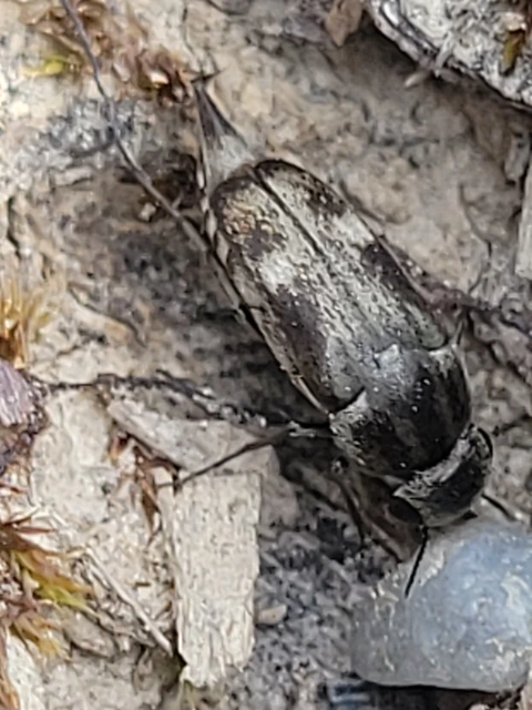 Tomoxia bucephala - kúptestű maróka