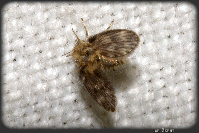 Diptera - Kétszárnyúak