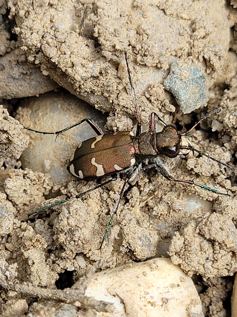 Cicindela sylvicola - erdei homokfutrinka