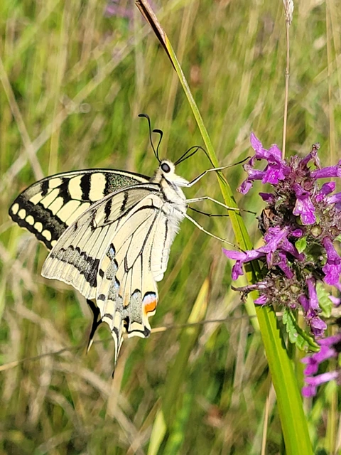 Papilio machaon - fecskefarkú lepke