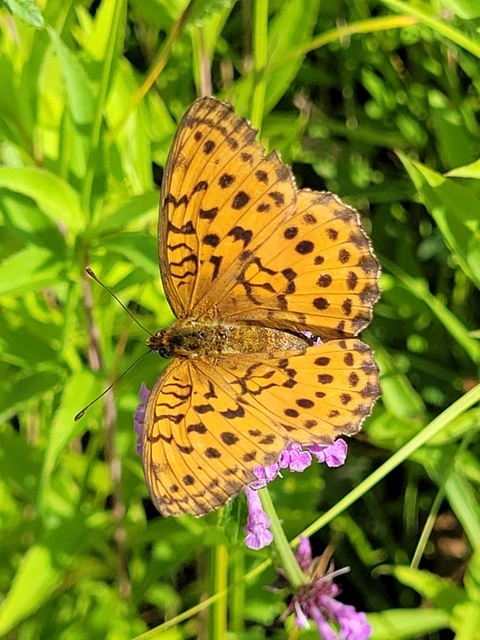 Brenthis daphne - málna-gyöngyházlepke