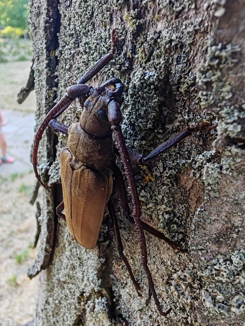 Aegosoma scabricorne - diófacincér