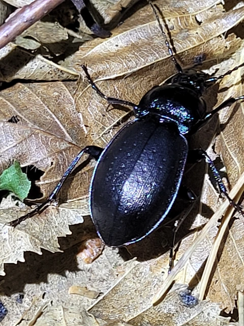Carabus nemoralis - ligeti futrinka