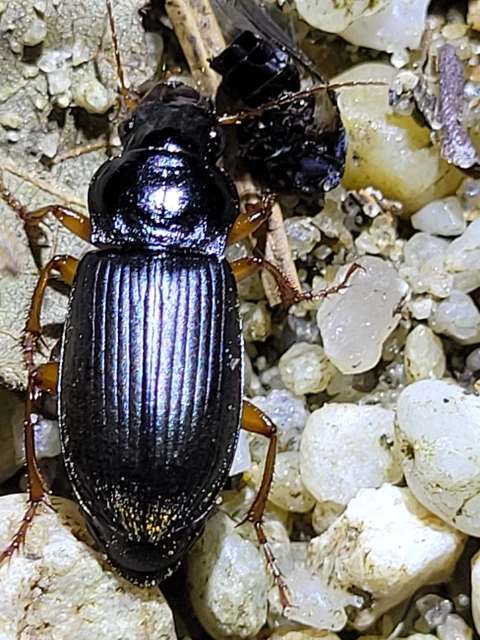 Harpalus rufipes - nagy selymesfutó