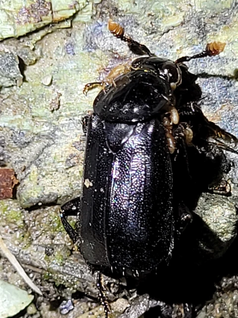 Nicrophorus humator - fekete temetőbogár