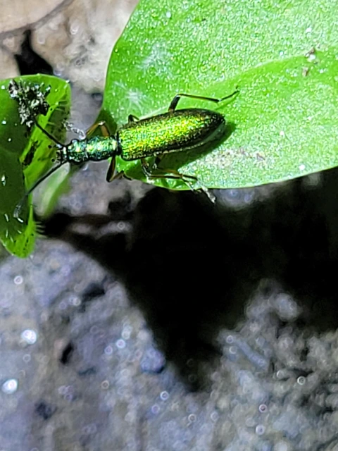 Chrysanthia geniculata - feketecsápú álcincér