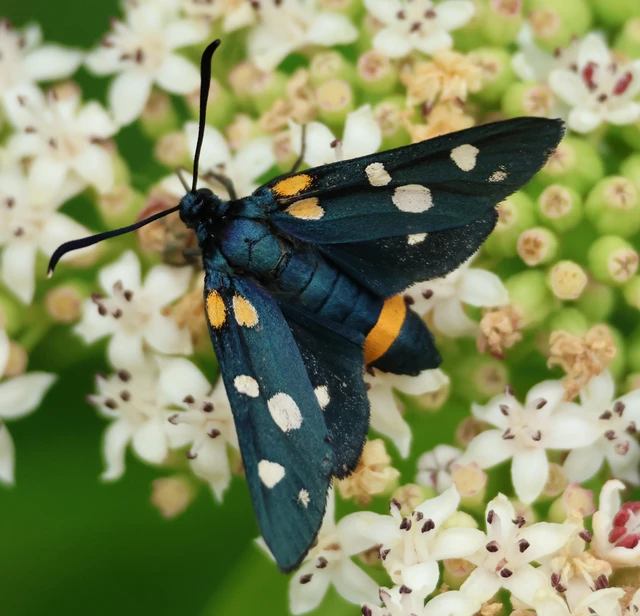 Zygaena ephialtes - változékony csüngőlepke