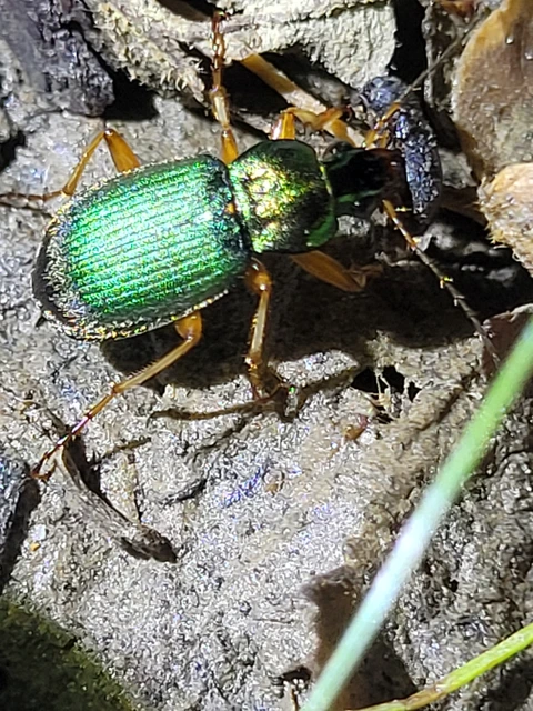Chlaenius nitidulus - közönséges bűzfutó