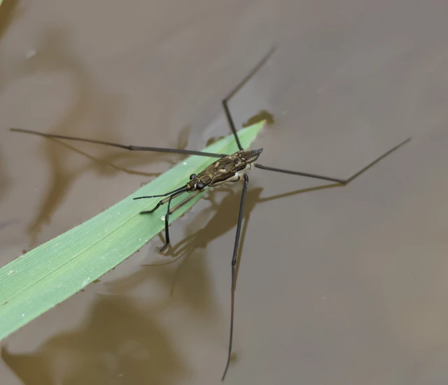 Gerridae - molnárpoloskák