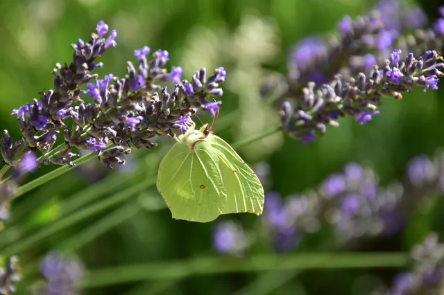 Gonepteryx rhamni - citromlepke