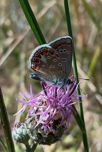 Polyommatus thersites - ibolyaszín boglárka