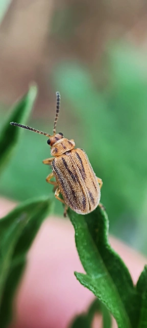 Ophraella communa - parlagfű-olajosbogár