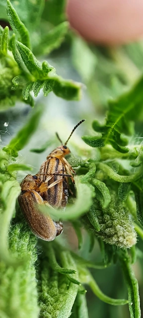 Ophraella communa - parlagfű-olajosbogár
