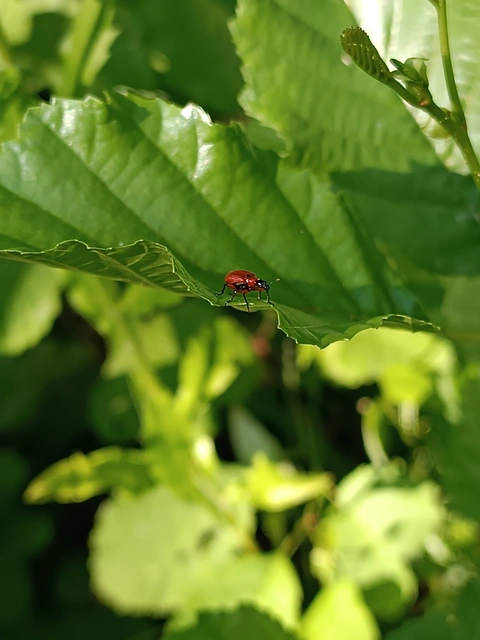 Apoderus coryli - mogyoró-levélsodró